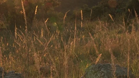 Long grass backlit at sunrise / sunset Video stock 84742497