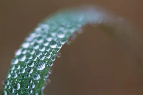 Long grass bending under weight Stock Photos