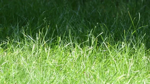 Long grass blowing in the breeze Stock Footage 67521283