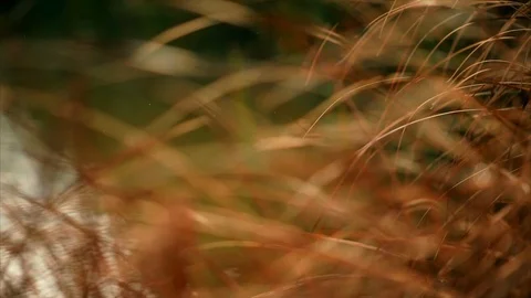 Long grass blowing in the breeze. Video stock 88406836