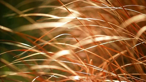 Long grass blowing in the breeze. Stock Footage 88406849