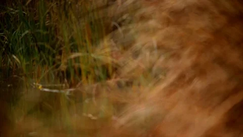 Long grass blowing in the breeze. Stock Footage 88406931