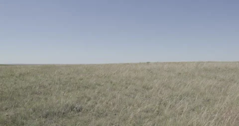 Long Grass Blowing in the Wind Across Open Field, static shot Stock Footage 332379767