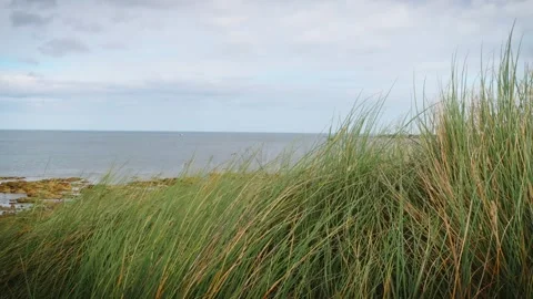 Long grass blowing in the wind coastline backdrop Stock Footage Vídeo Stock 314728084