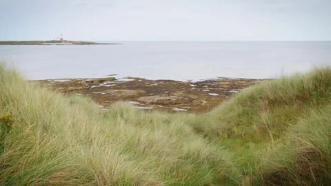 Long grass blowing in the wind coastline backdrop Stock Footage Stock-Footage 314728398