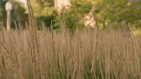 Long grass blowing in the wind in a countryside on a summers day Video stock 288262185