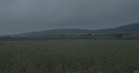 Long Grass Blowing in the Wind at Dusk Stock Footage 127120150