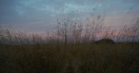 Long grass blowing in the wind early morning. Stock Footage 106119273
