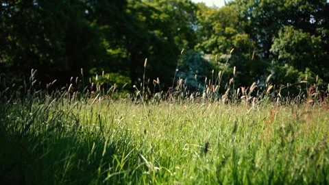 Long grass blowing in the wind in a farmers field in the English Stock Footage 243267568