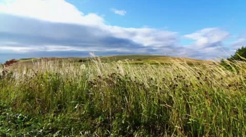 Long Grass Blowing in Wind Stock Footage 11959656