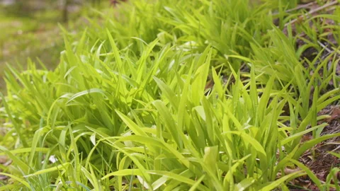 Long Grass Blowing in Wind 库存影片 154064516