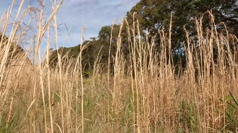 Long grass blowing in the wind Stock Footage 211012738
