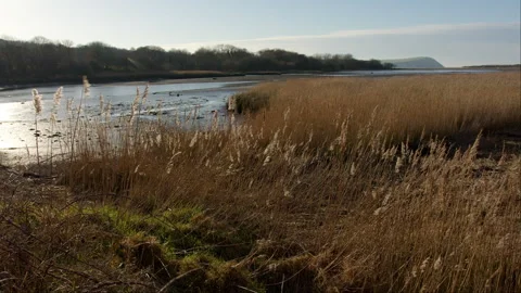 Long grass blowing in the wind on river bank Stock Footage 242631689
