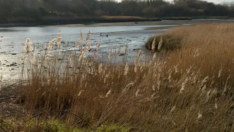 Long grass blowing in the wind on river bank Stock Footage 242633665