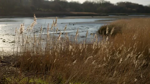 Long grass blowing in the wind on river bank Stock Footage 242695552