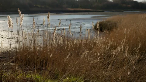 Long grass blowing in the wind on river bank Stock Footage 242695953