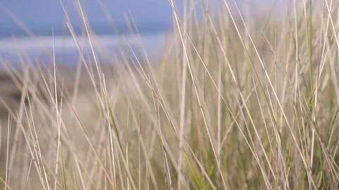 Long grass blowing in the wind on sand dunes Stock Footage 104564258