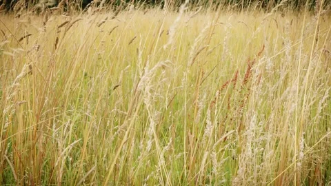 Long grass blowing in the wind slow motion background Stock Footage Stock Footage 314565186