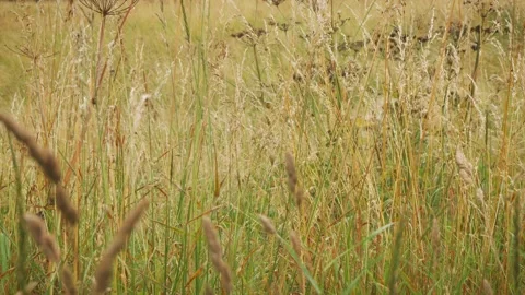 Long grass blowing in the wind slow motion background Stock Footage Stock-Footage 314727951