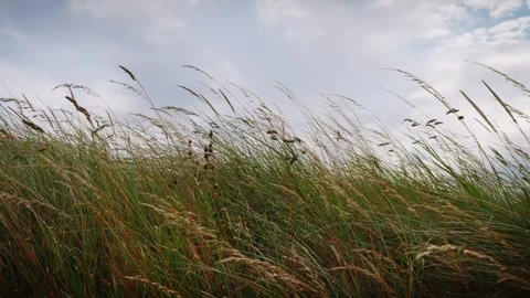 Long grass blowing in the wind slow motion background Stock Footage Stock-Footage 314728261