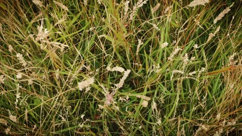 Long grass blowing in the wind slow motion background Stock Footage Stock-Footage 315065866