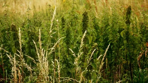 Long grass blowing in the wind slow motion background Stock Footage Stock Footage 338030466