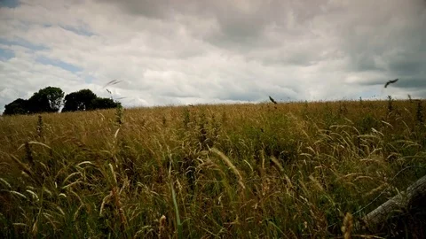 Long grass blowing in the wind stock footage Stock Footage