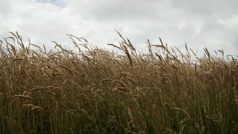 Long grass blowing in the wind stock footage Stock Footage