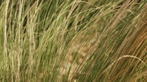 Long grass blowing in the wind Stock Footage Stock Footage 328595714