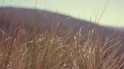 Long grass in calm wind Stock Footage 10881396