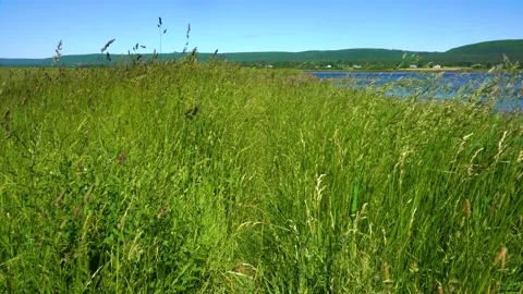 Long grass on a coastal trail in Nova Scotia, Canada Stock Footage 155843994