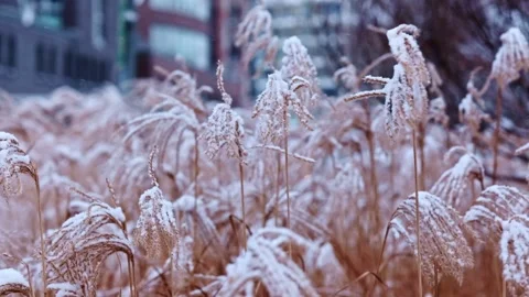 Long grass covered in fresh snow gently swaying in the wind in Bremerhaven 動画素材 331144225