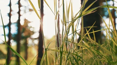 Long Grass in the evening sun. Видео 157597725