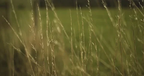 Long grass field Stock Footage 139755562