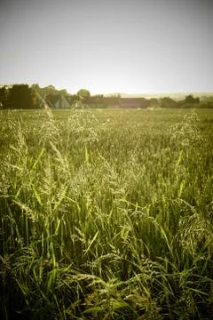 Long Grass in Field Stock Photos