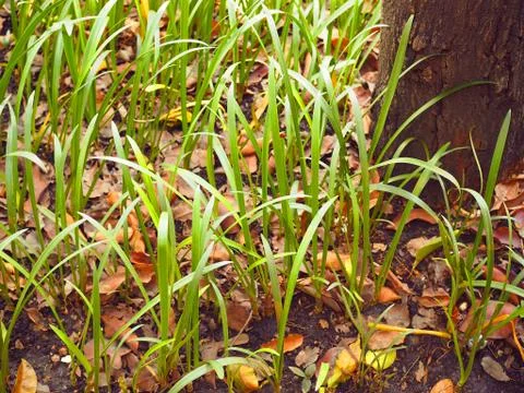 Long grass field with soil and fallen leaf, at tree trunk base 库存照片