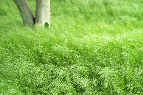 Long grass field with a tree in background Stock Photos