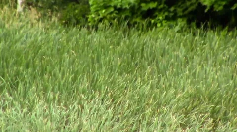 Long Grass Field in Violent Winds Stock Footage 42771247