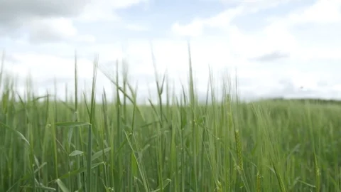 Long Grass Fields Stock Footage