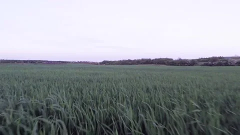 Long Grass Fly over Stock Footage