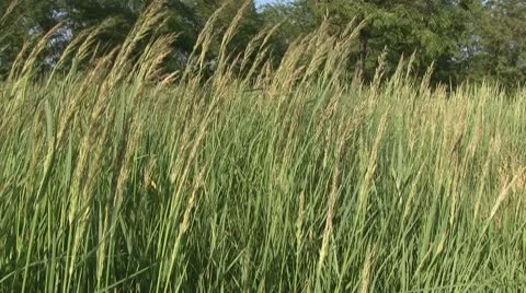 Long grass 動画素材 10727430