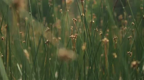 Long grass Stock Footage 10752284