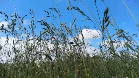 Long Grass Vidéo 131762601
