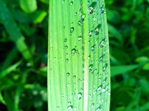 Long grass full of water drops Stock Photos
