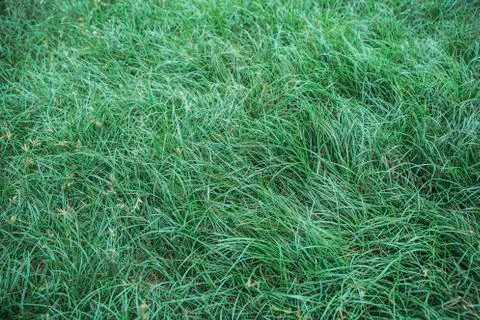 Long grass in the garden Stock Photos