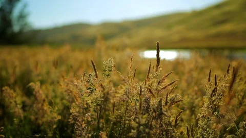 Long grass gently blowing in a breeze. Stock Footage 88438424