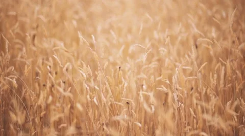 Long Grass Gently Blowing in the Wind Video stock 58885884