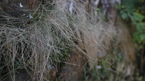 Long grass growing out of rocks blowing in the wind Stock Footage 101759670