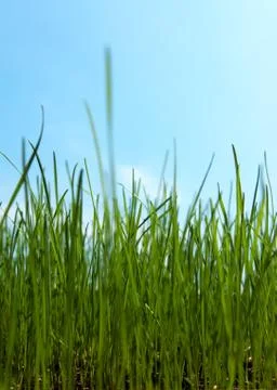 Long grass growing Foto stock