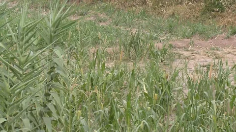 The long grass leaves of the plants Stock Footage 111887281